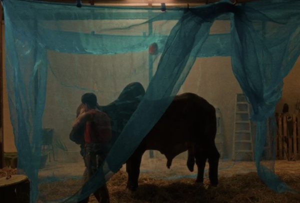 The Bovine Comedy